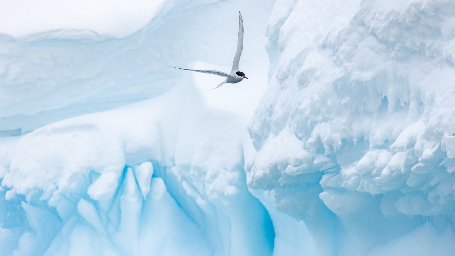 Antarctic tern