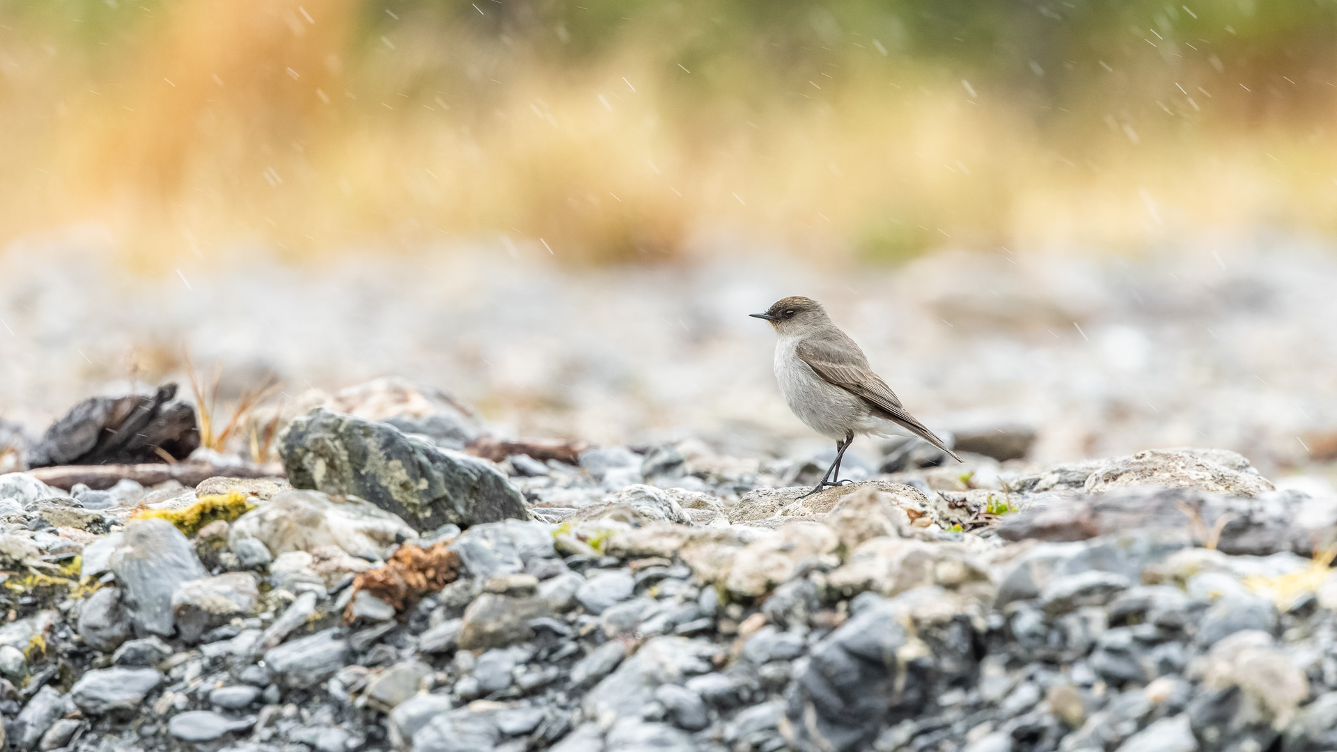 Dark-faced ground tyrant