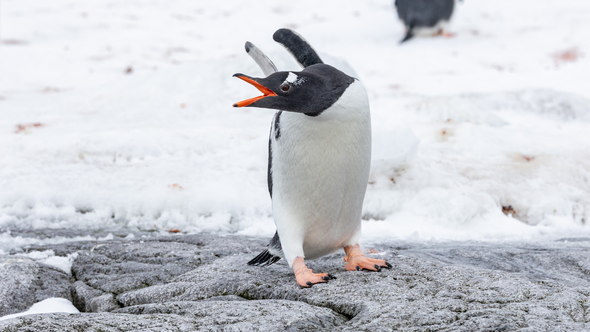 Gentoo penguin calling